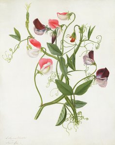 Lathyrus Odoratus (wc ja guassi lyijykynän päällä vellum)